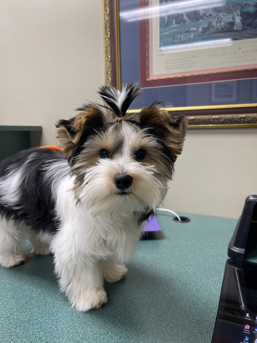 A small fluffy dog with black, white, and tan fur stands on a green desk in an indoor office setting, with framed wall art and office equipment visible in the background.