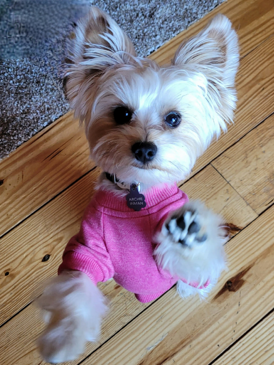 A small white dog wearing a pink knit sweater sits on a wooden floor, with one paw raised in front of it.