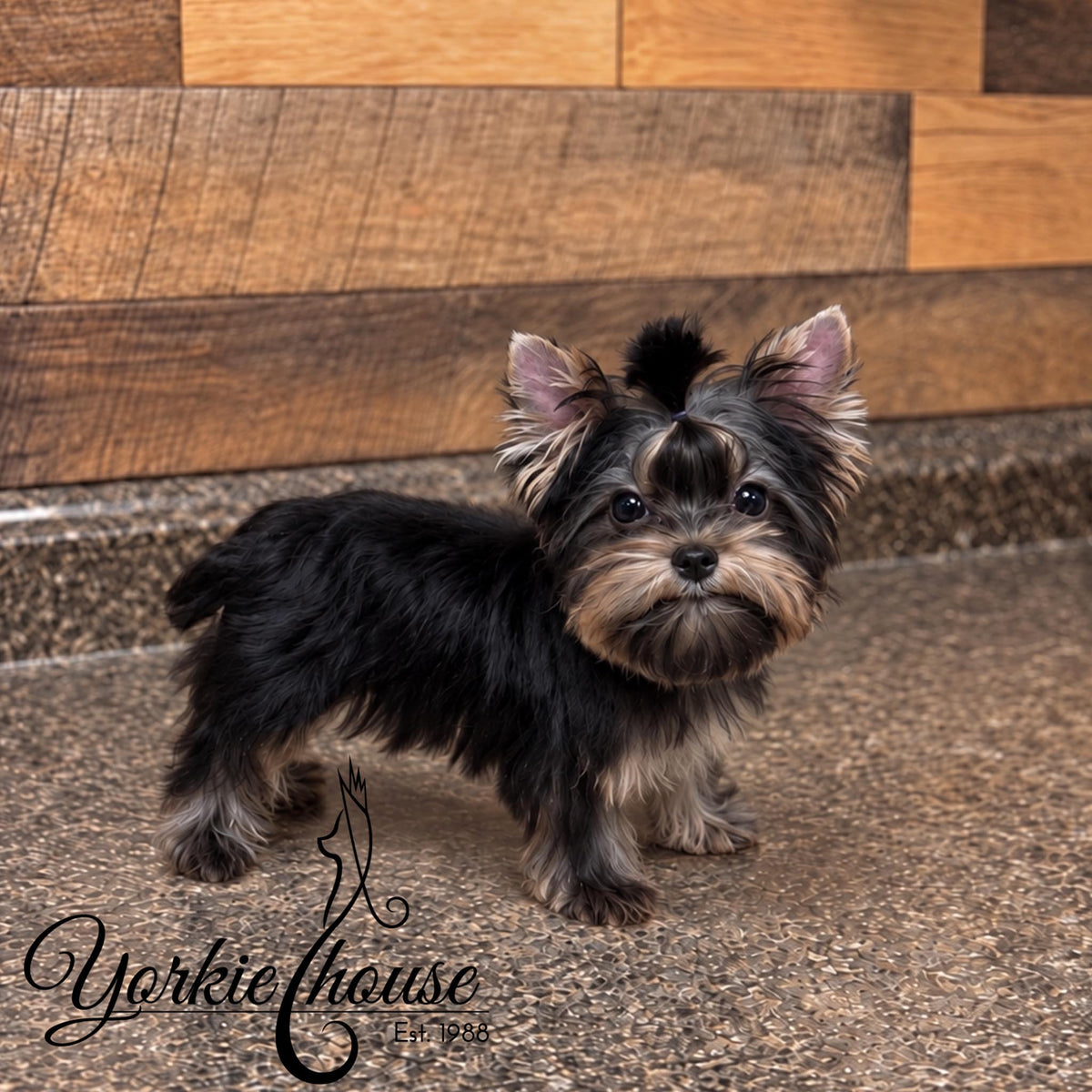 small black and tan yorkie dog