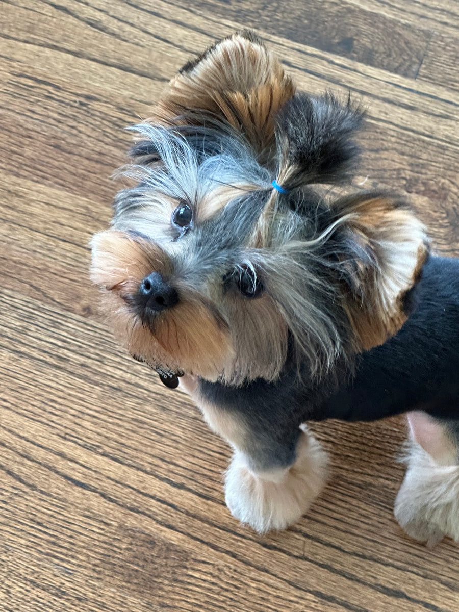 A small Yorkshire Terrier dog with a scruffy black, tan, and gray coat stands on a wooden floor, looking up toward the camera. The dog has a small blue hair tie in its ears.