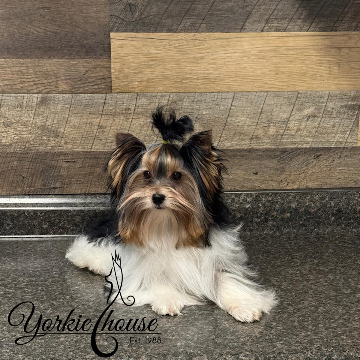 A small long-haired Yorkshire Terrier dog sits on a speckled gray countertop in front of a wood-paneled wall. The dog has white, tan, and black fur, with a small black bow on top of its head.