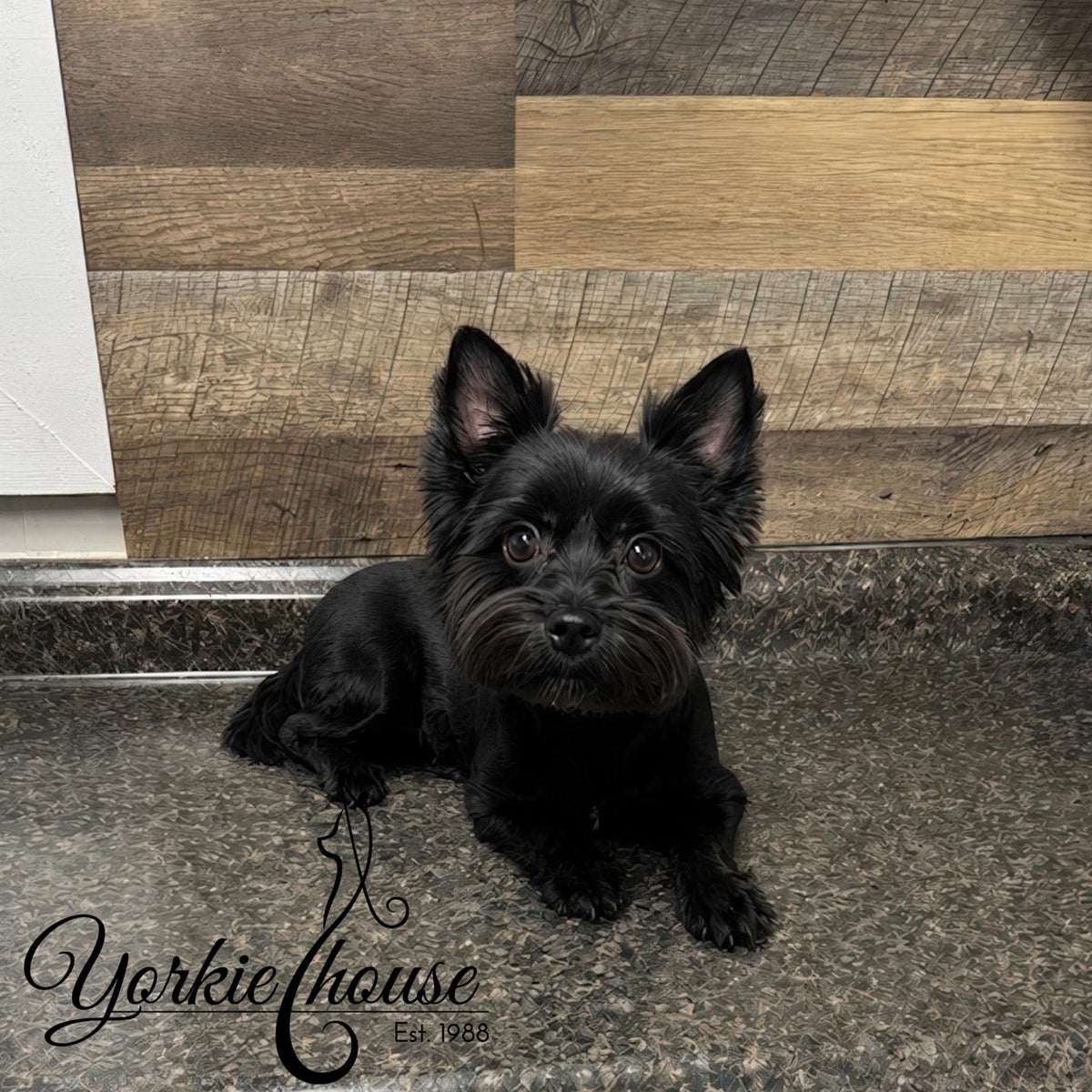 A small black dog with long fur sits on a speckled countertop in front of a wood-paneled wall. A decorative 'Yorkiehouse Est.
