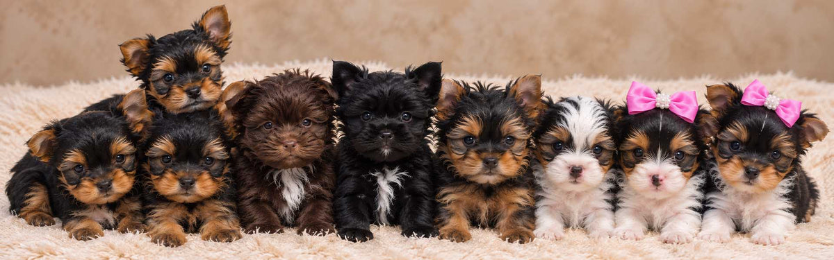 A group of eight Yorkshire Terrier puppies sitting together on a beige textured blanket, with two pink bow accents on the right side.