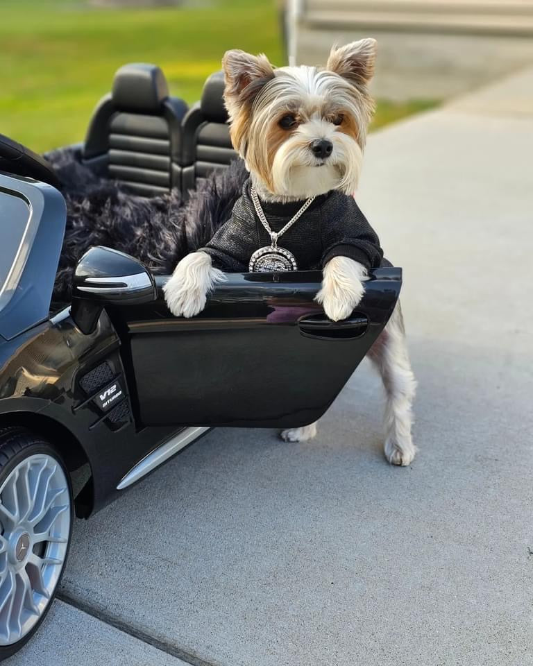 A small dog wearing a black hoodie and silver chain necklace sits inside a black convertible ride-on toy car on a paved driveway.