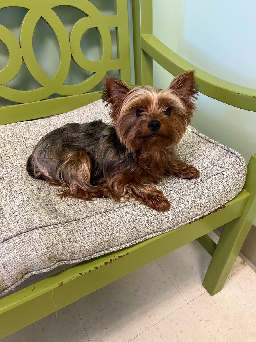 A small Yorkshire Terrier dog lies on a light beige cushion resting on a lime green wooden chair.