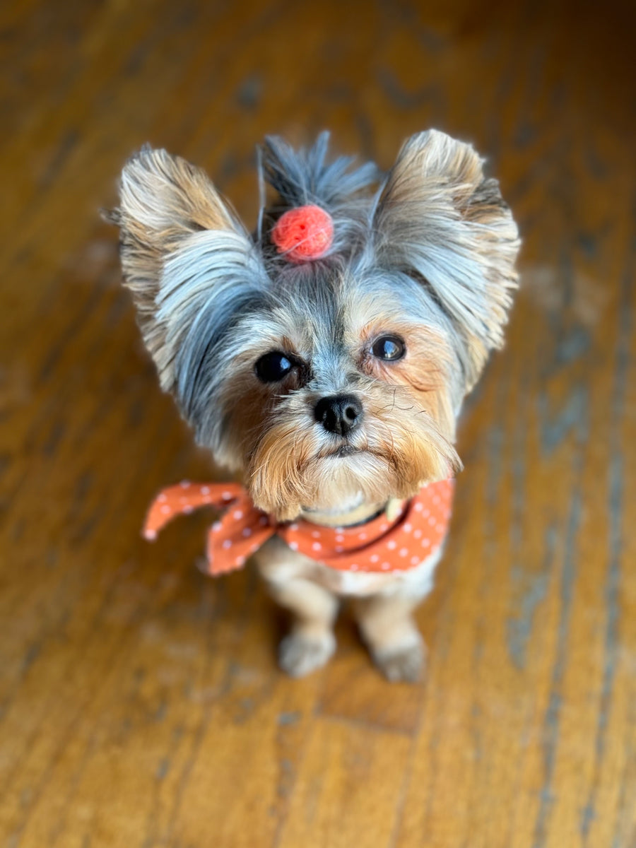 A small Yorkshire Terrier dog wearing an orange polka-dot bandana and matching hair tie, sitting on a wooden floor.