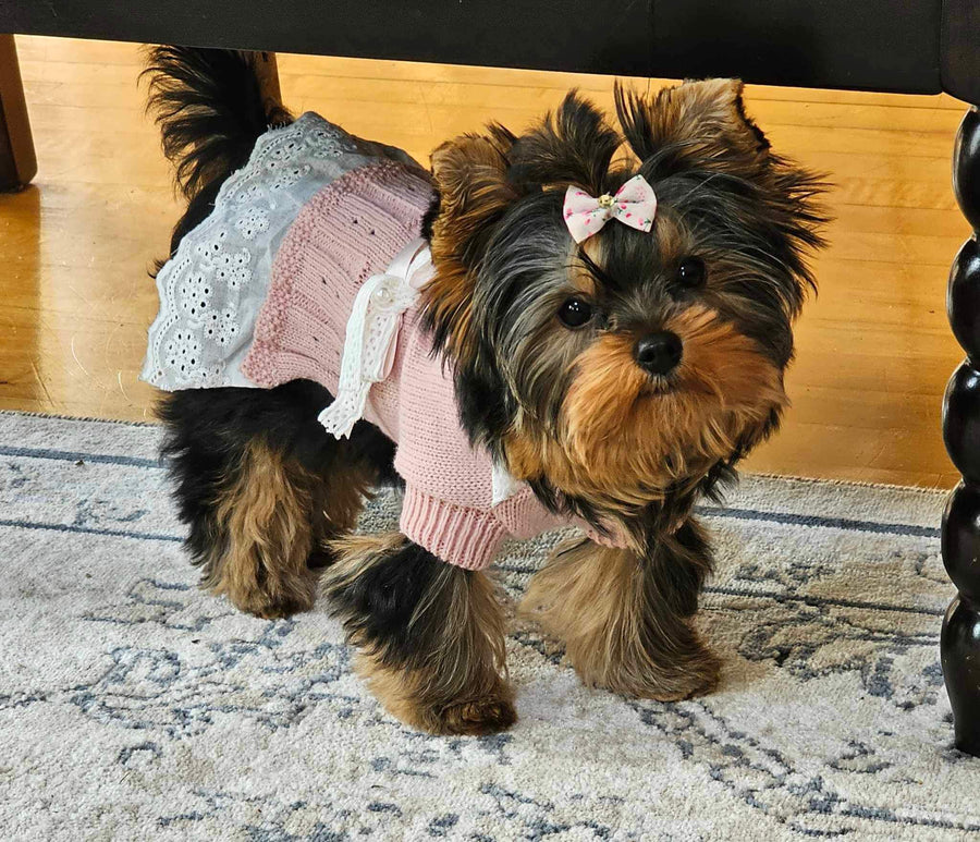 A small Yorkshire Terrier dog wearing a pink and white knitted sweater dress with a white lace trim and a pink bow on its head, standing on a patterned rug in a home setting.