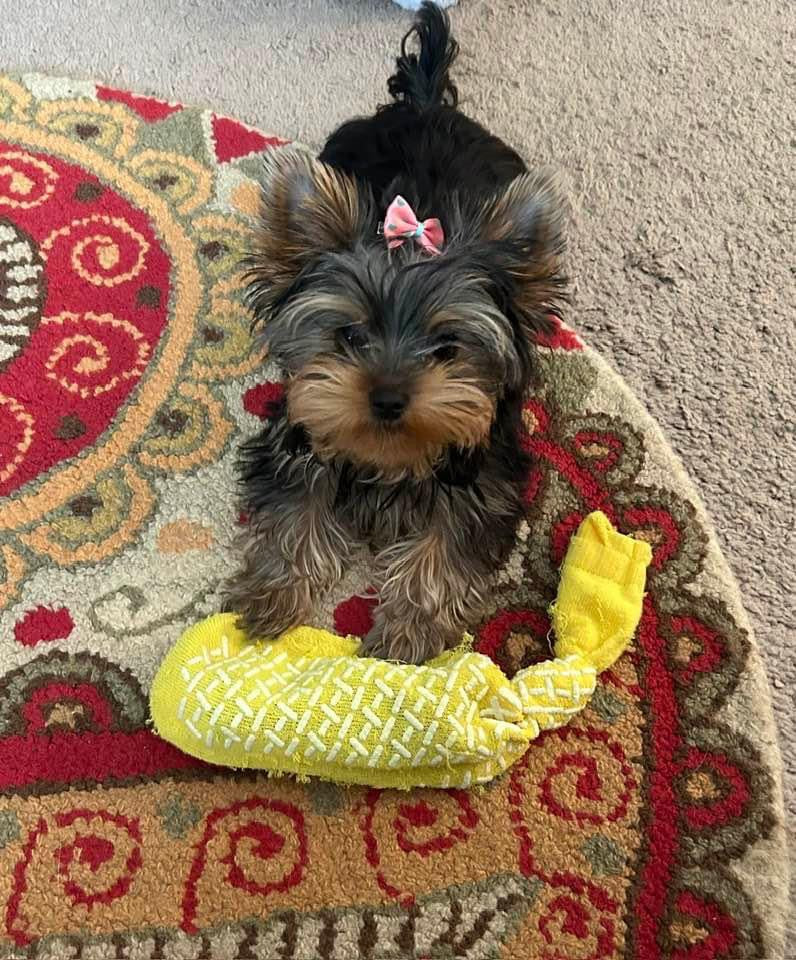 A small black and tan dog with a pink bow sits on a patterned rug next to a yellow plush toy.