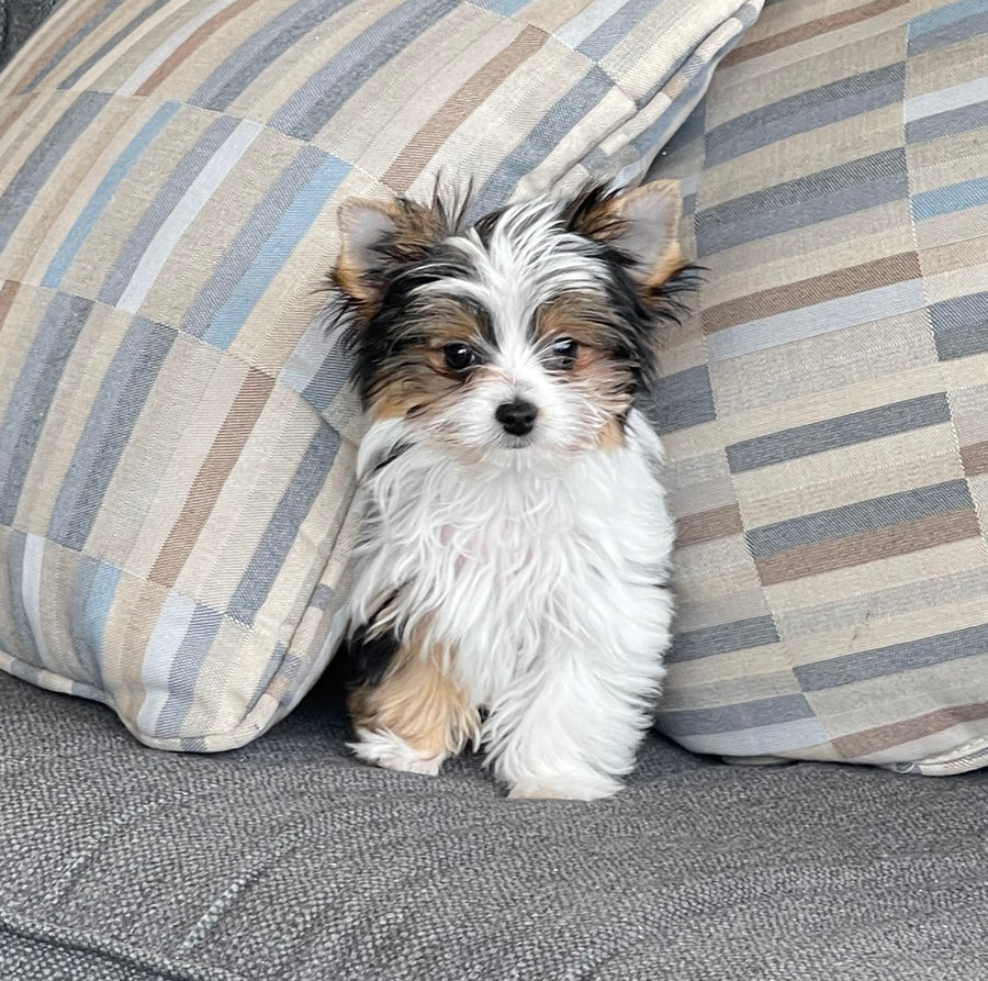 A small fluffy tricolor dog sitting in front of two large plaid throw pillows on a gray couch.
