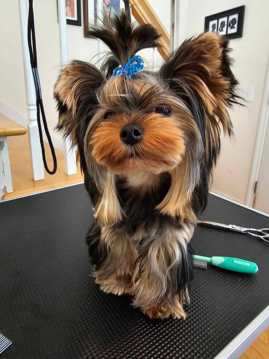 A small Yorkshire Terrier dog with long silky black, tan, and brown fur sits on a black grooming table. The dog has a bright blue hair tie in its hair.