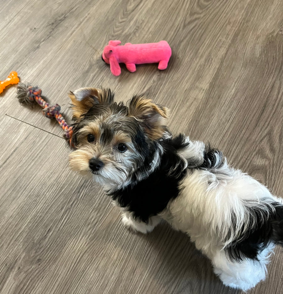 A small black, white, and tan dog stands on a wood-look floor, looking up while attached to a rope toy. A pink plush toy and part of an orange toy are visible in the background.