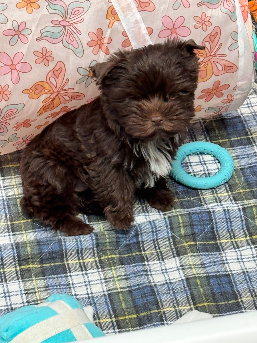 A small dark brown curly-haired puppy sitting on a blue, white, and yellow plaid blanket, with a turquoise ring toy next to it and a floral-patterned fabric tunnel in the background.