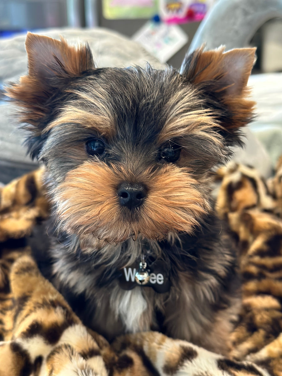 A small Yorkshire Terrier puppy with dark gray and tan fur sits on a leopard-print blanket, wearing a collar with the name 'Wee' printed on it.