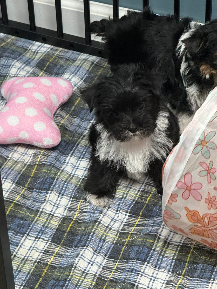 Two small black and white puppies resting on a blue, white, and yellow plaid blanket inside a black pet crate, with a pink polka dot bone-shaped pillow and a floral-patterned bag nearby.