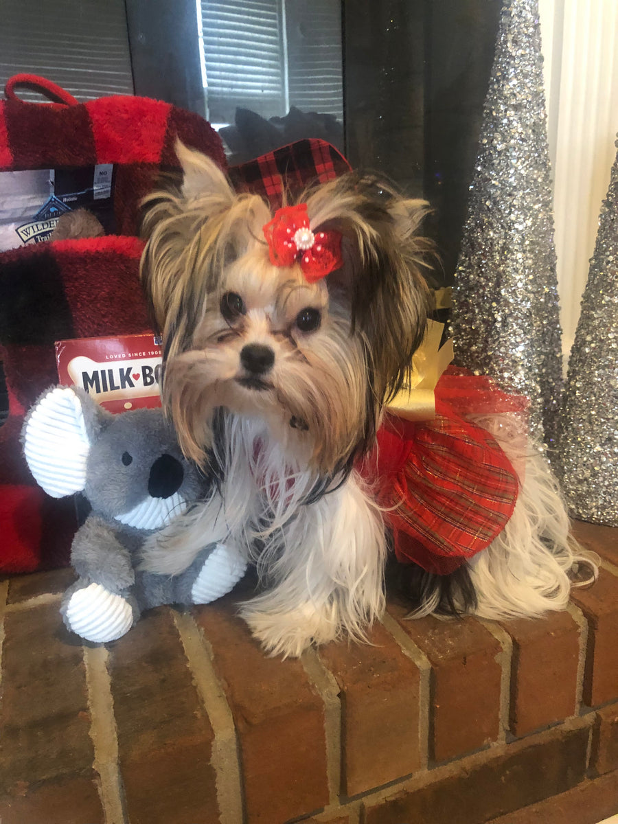 A small long-haired dog sits on a brick ledge wearing a red plaid dress and red flower headband, next to a gray plush koala toy and holiday decorations.