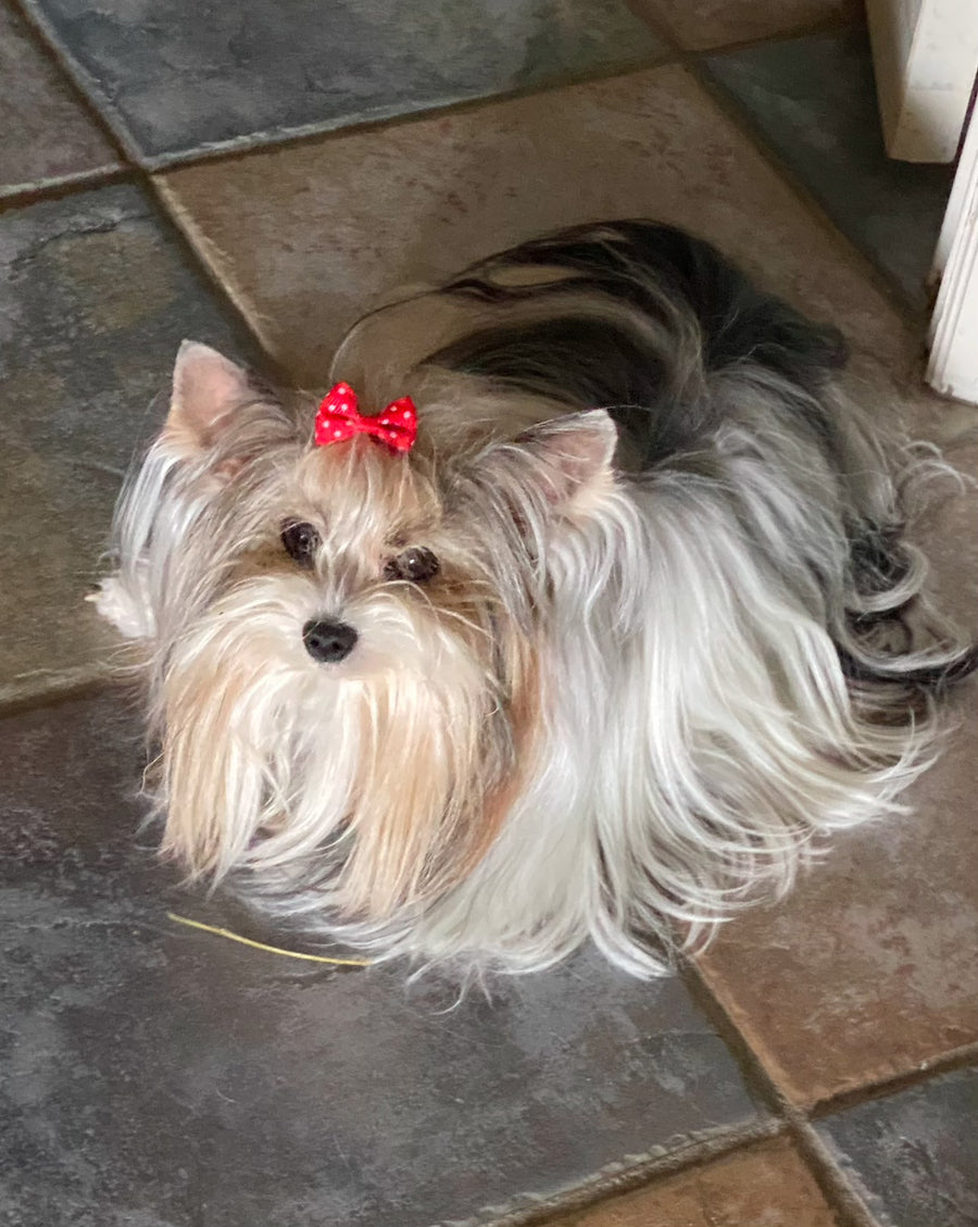 A long-haired Yorkshire Terrier dog lying on a tiled floor, wearing a small red bow with white polka dots on its head.