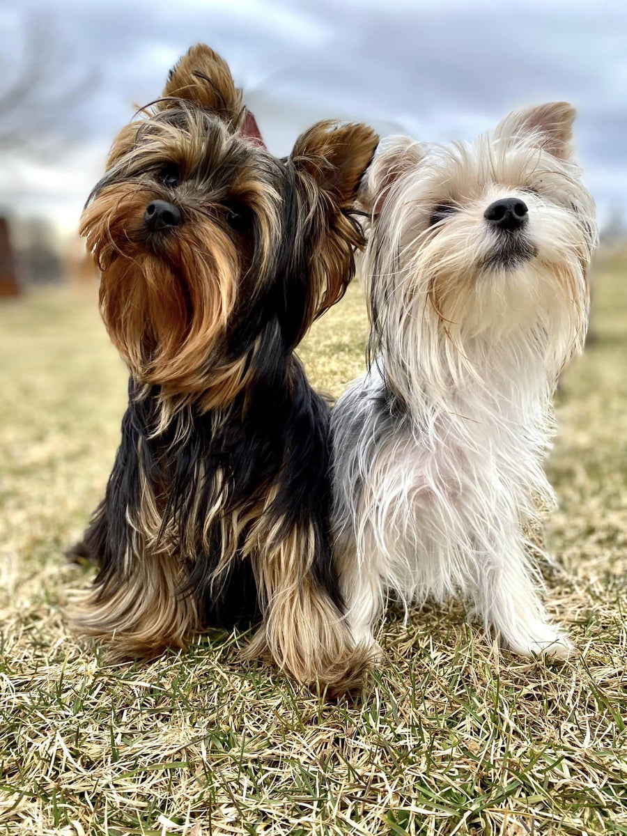 Two small long-haired dogs sitting side by side on dry grass outdoors under an overcast sky. The dog on the left is black and tan, and the dog on the right is white and cream.