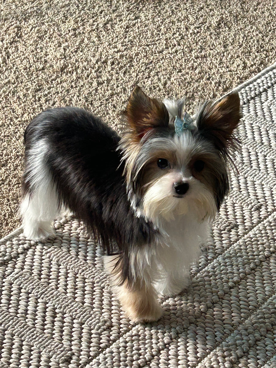 A small black and white long-haired dog standing on a woven beige rug, with a small blue bow in its ears.