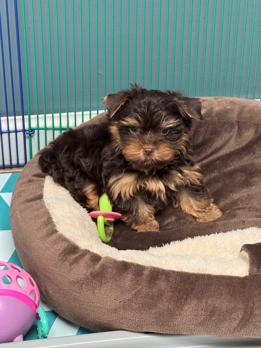 A small black and tan puppy resting in a brown plush dog bed with a cream sherpa lining, with a green and pink toy in its mouth. A pink ball is partially visible in the bottom left corner, and a teal striped background is behind the bed.