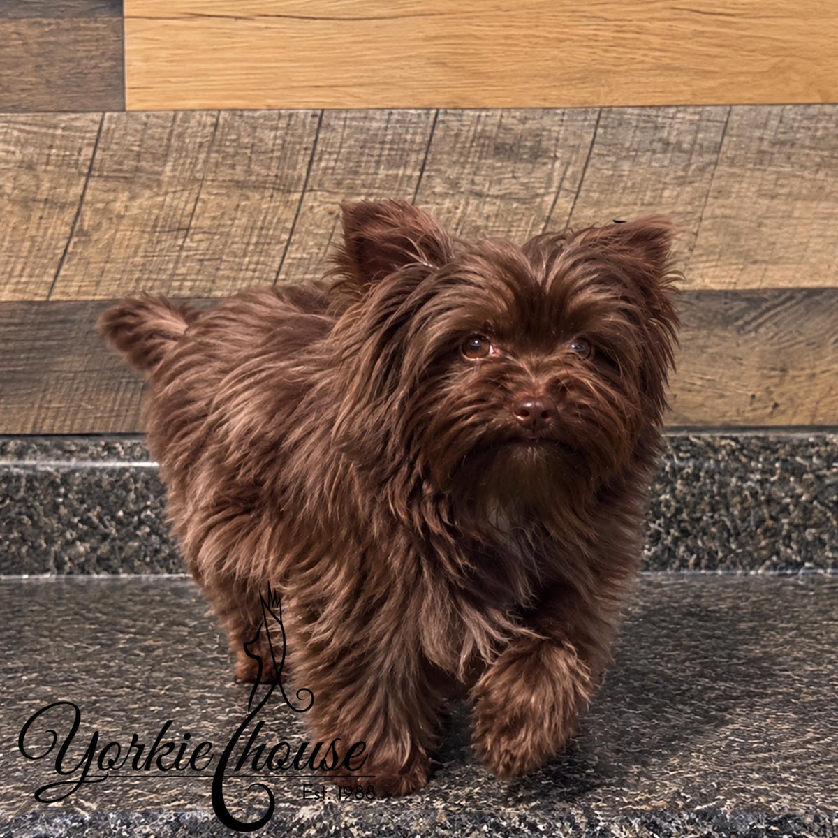 A small long-haired brown dog standing on a dark speckled floor in front of wood paneling, with the text 'Yorkiehouse' overlaid in the lower left corner.