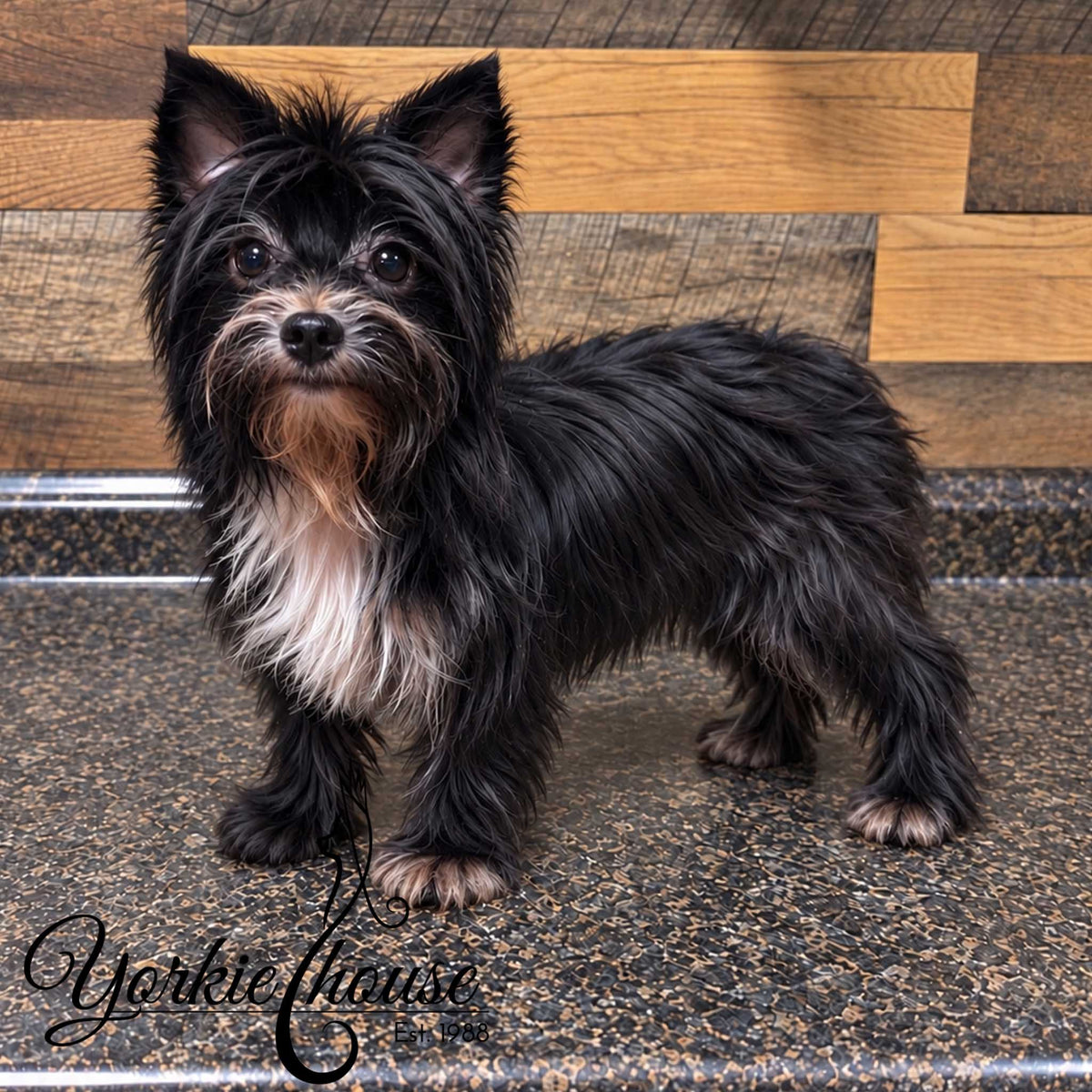 black white and tan yorkie dog