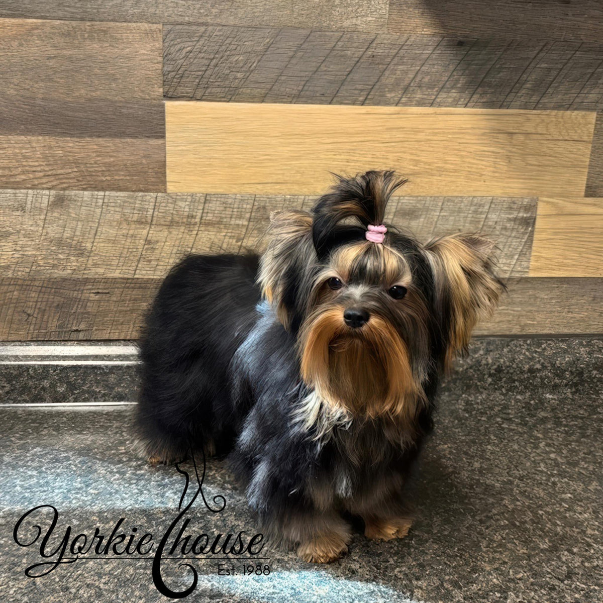 A small Yorkshire Terrier dog with long black and tan fur, styled with a pink hair tie, sitting on a speckled gray floor in front of a wood-paneled wall. The Yorkie House logo is visible in the bottom left corner.
