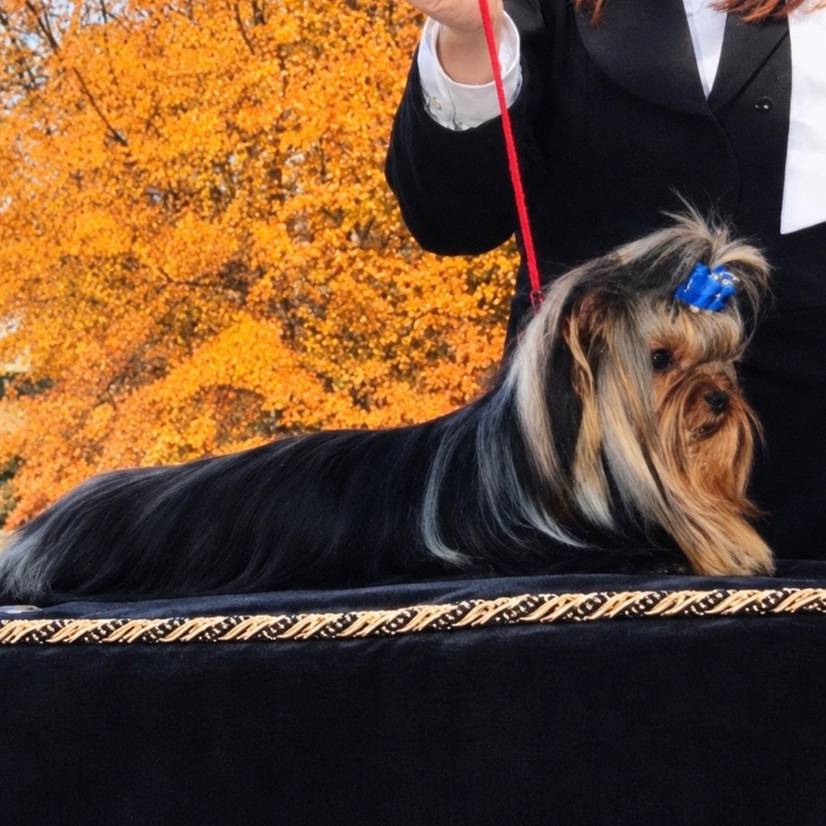 A long-haired Yorkshire Terrier dog with a blue hair clip sits on a black grooming table, with a person in a black blazer holding a red leash visible against a bright orange autumn tree background.