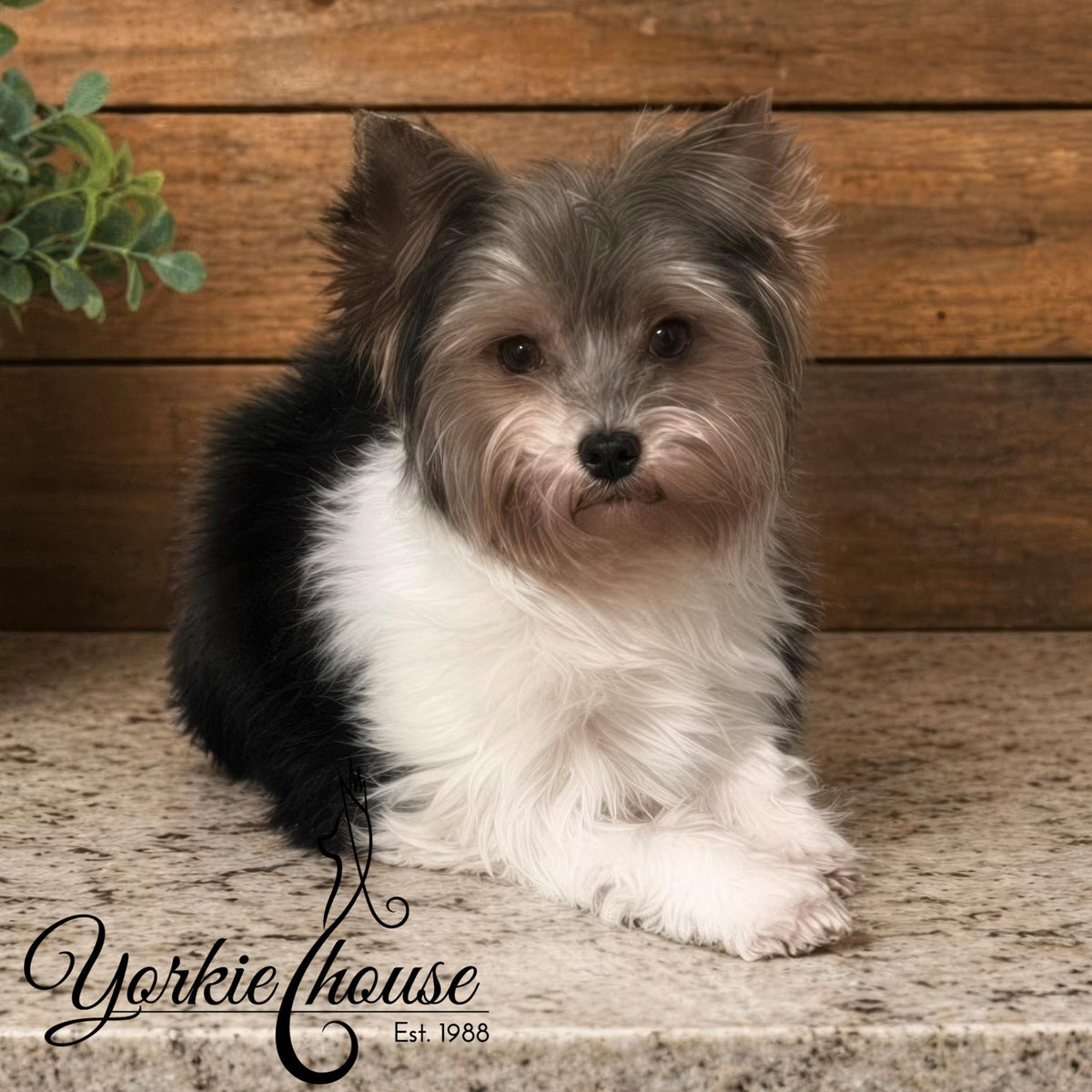 A small black and white Yorkshire Terrier puppy lying on a speckled stone surface in front of a wooden plank wall, with a green plant leaf in the upper left corner and a 'Yorkiehouse Est 1988' watermark at the bottom left.