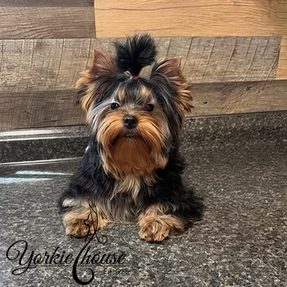 A small Yorkshire Terrier dog sits on a speckled gray countertop in front of a wood-paneled wall. The dog has long black and tan fur, with a small black bow in its hair.