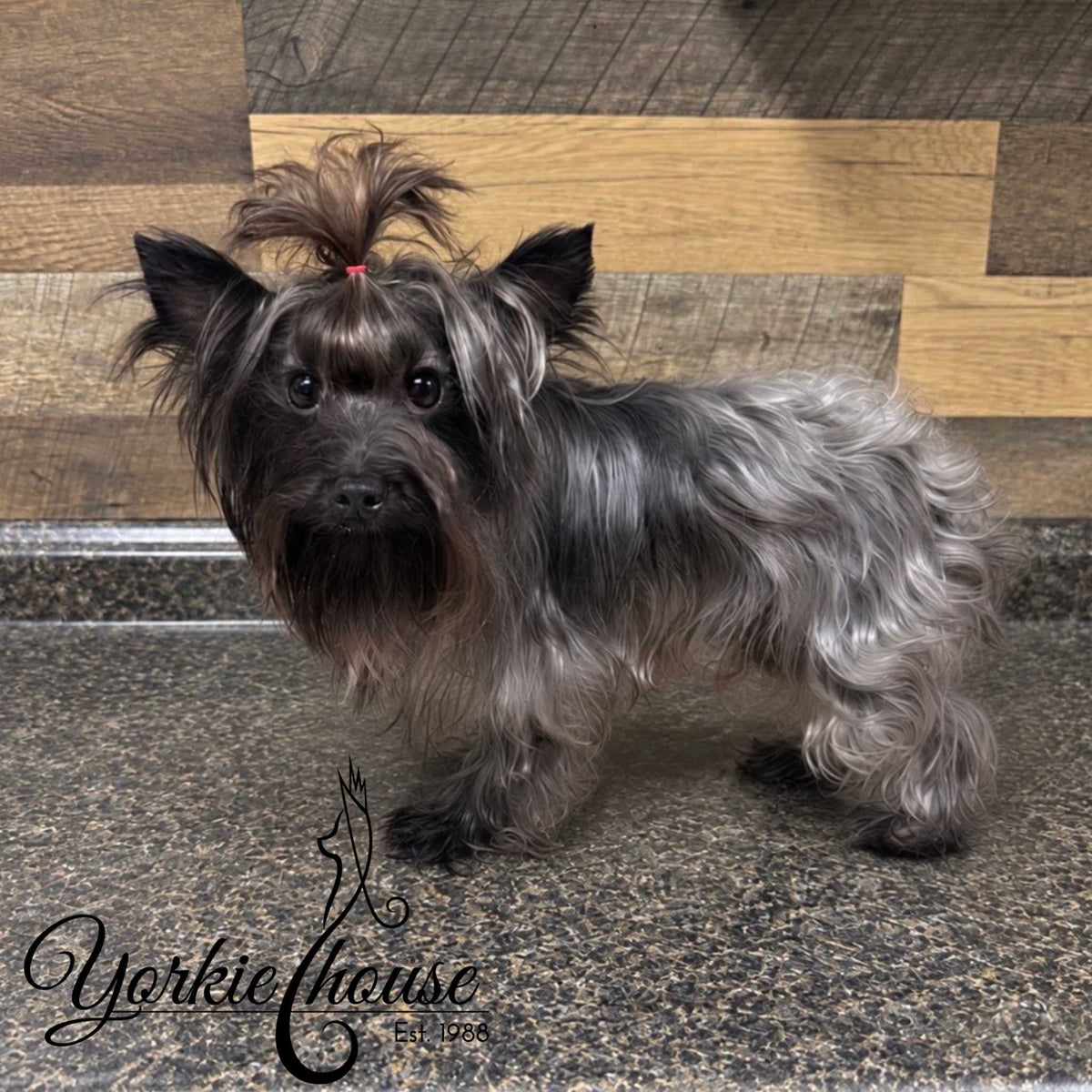 A small long-haired Yorkshire Terrier stands on a speckled stone floor in front of a wood-paneled wall. The dog has dark gray and black fur with a small red hair tie holding a tuft of hair on top of its head.