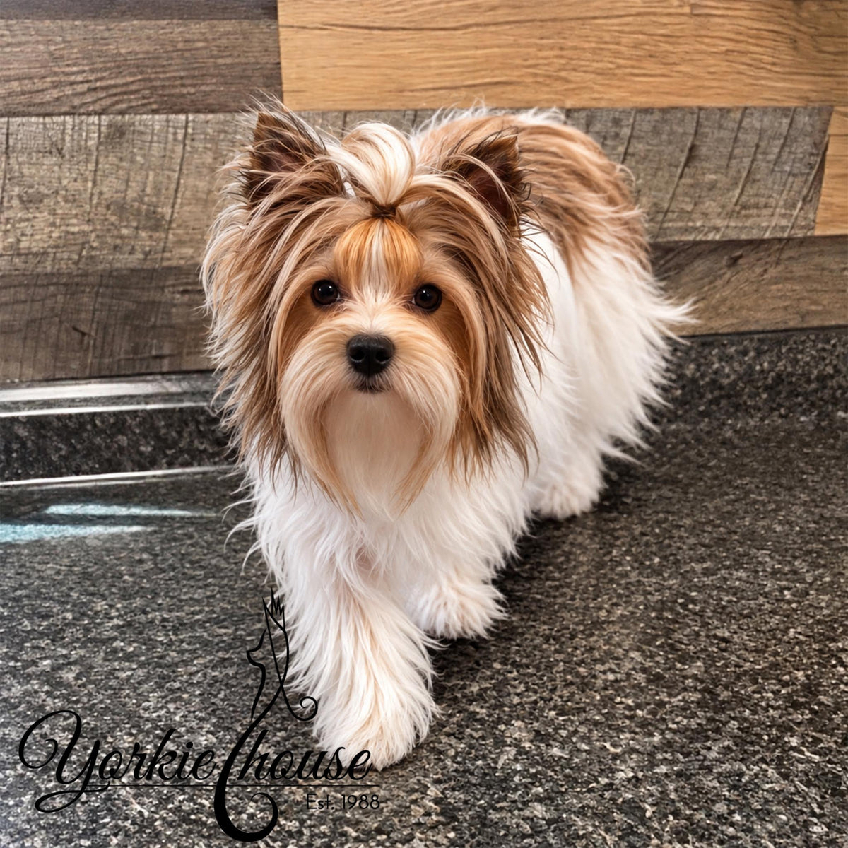A fluffy Yorkie terrier dog with long white and tan fur stands on a dark speckled countertop in front of a wood-paneled wall. A watermark reading Yorkiehouse Est.