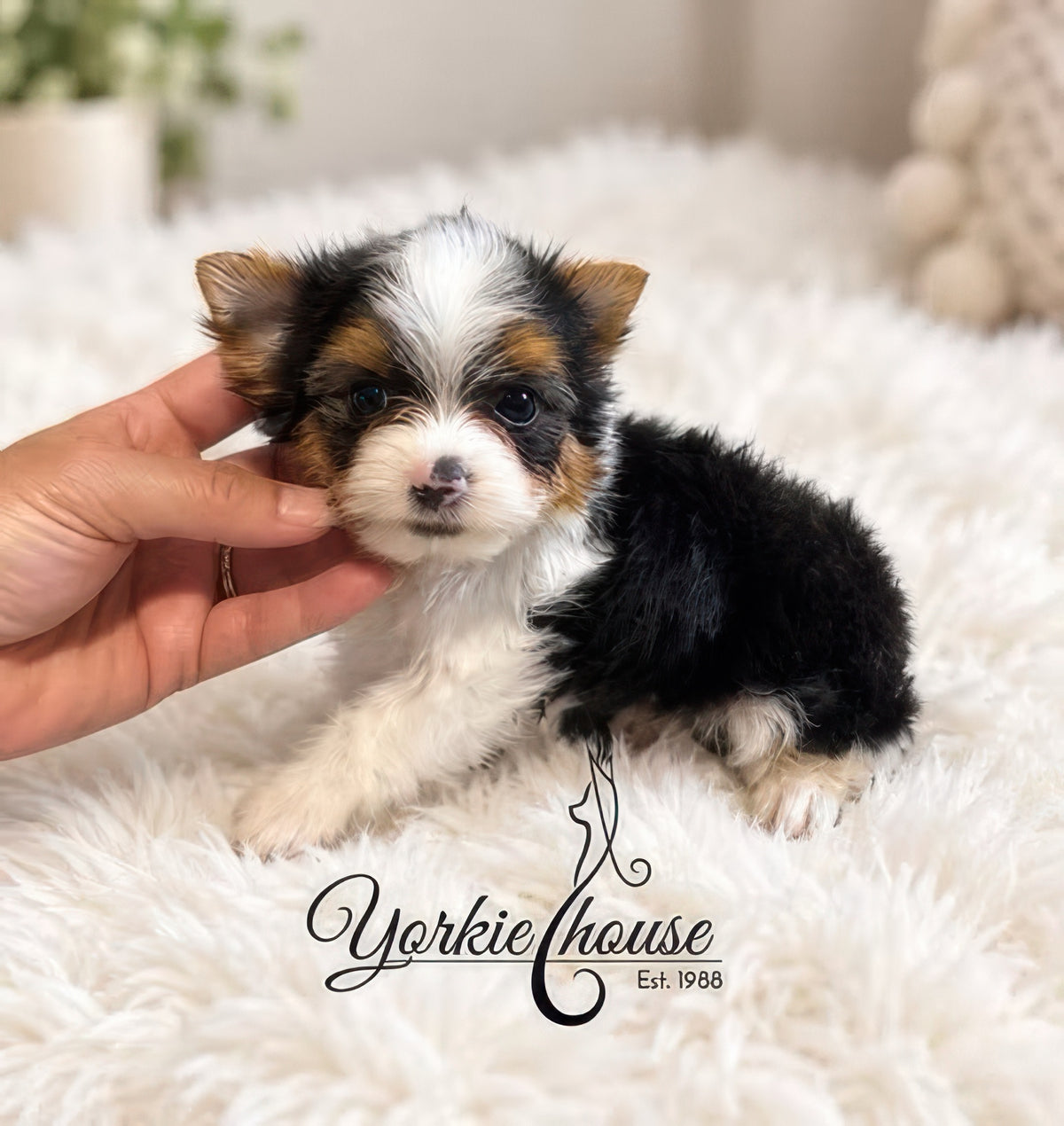 A small tri-color puppy with black, white, and tan fur sits on a white fluffy rug while a human hand gently holds its head. The text 'Yorkiehouse Est.