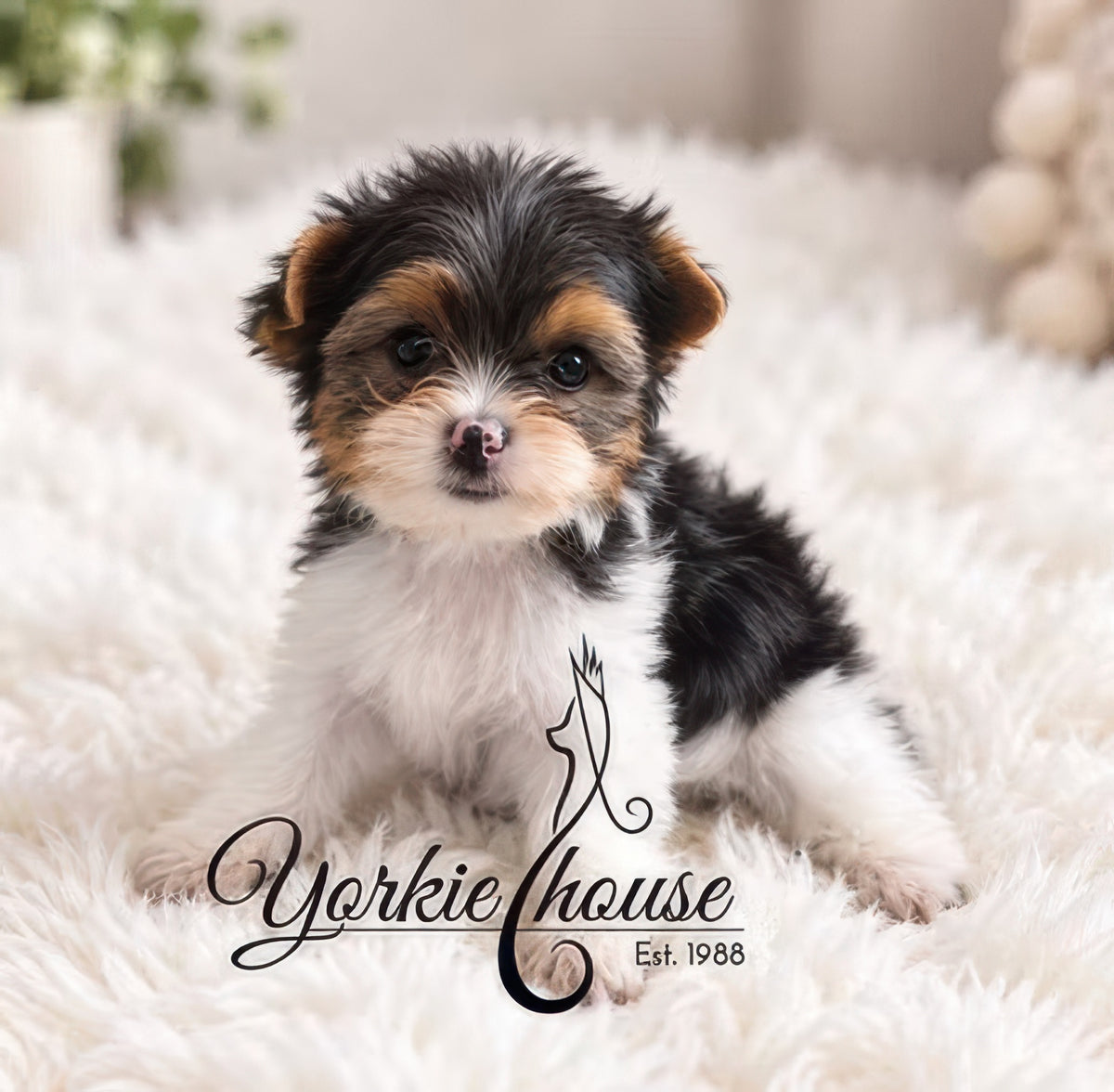 A small fluffy puppy with black, white, and tan fur sitting on a white faux-fur rug. The Yorkie House logo is overlaid at the bottom center.