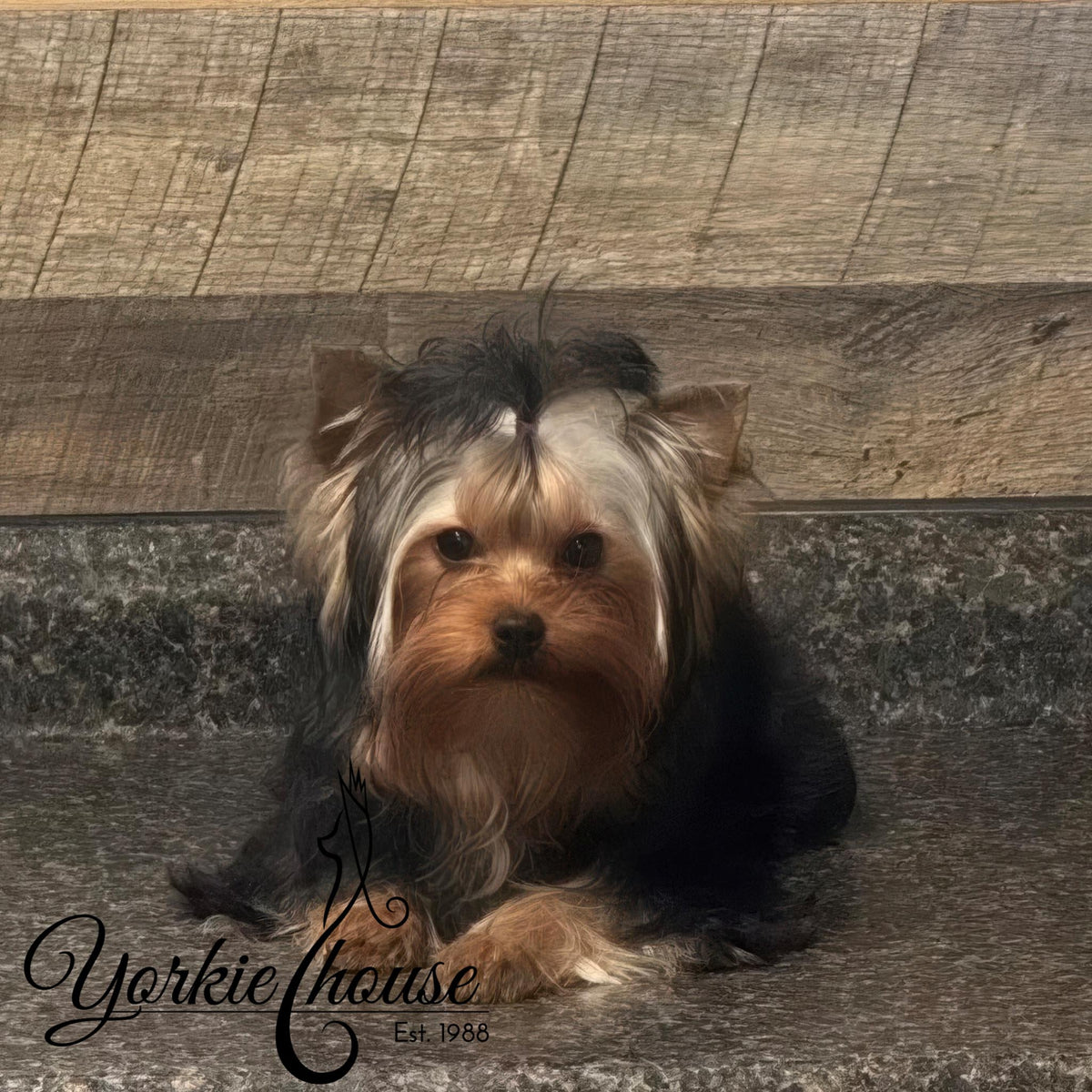 A small Yorkshire Terrier dog sits on a stone surface against a rustic wooden wall. The dog has long black, tan, and cream fur.