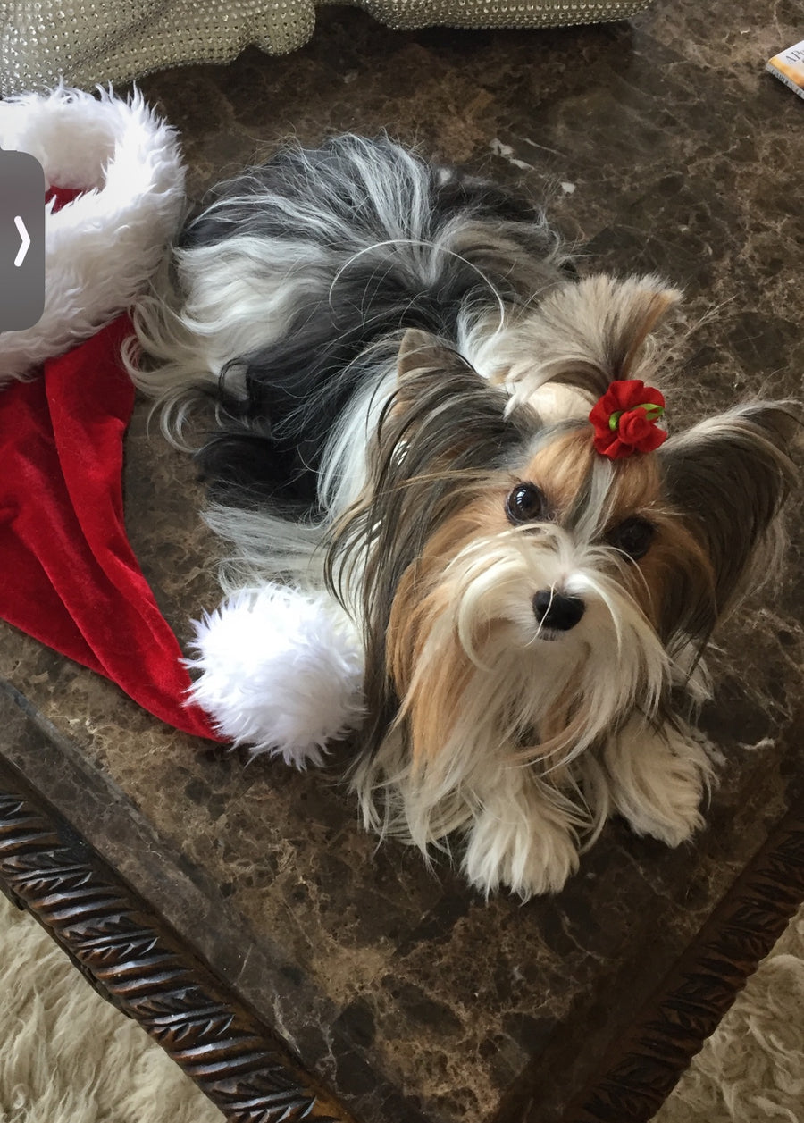 A small long-haired dog lying on a dark marble surface, wearing a red Santa hat with white trim and a red flower hair accessory. A red Santa hat is partially visible on the left side of the frame.
