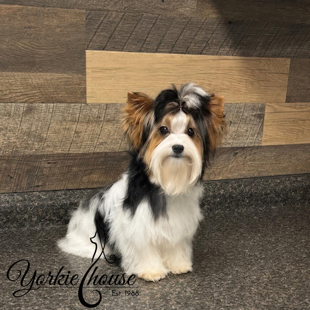A small fluffy dog with black, white, and tan fur sits on a speckled gray floor in front of a wood-paneled wall. A script watermark reading 'Yorkiehouse Est.