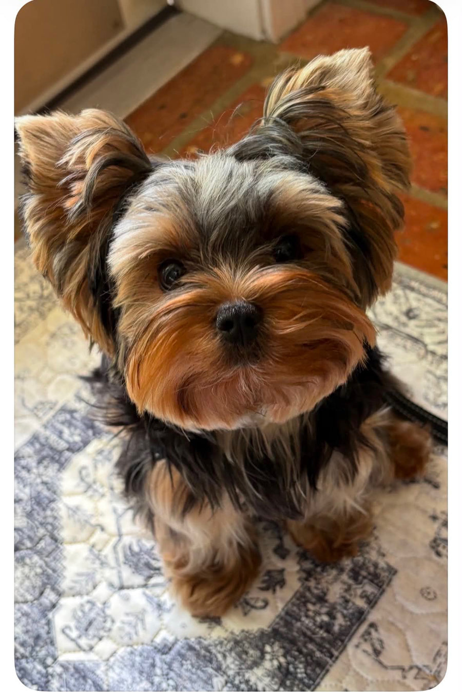 A small Yorkshire Terrier dog with long tan and dark gray fur sitting on a patterned rug in a home interior.