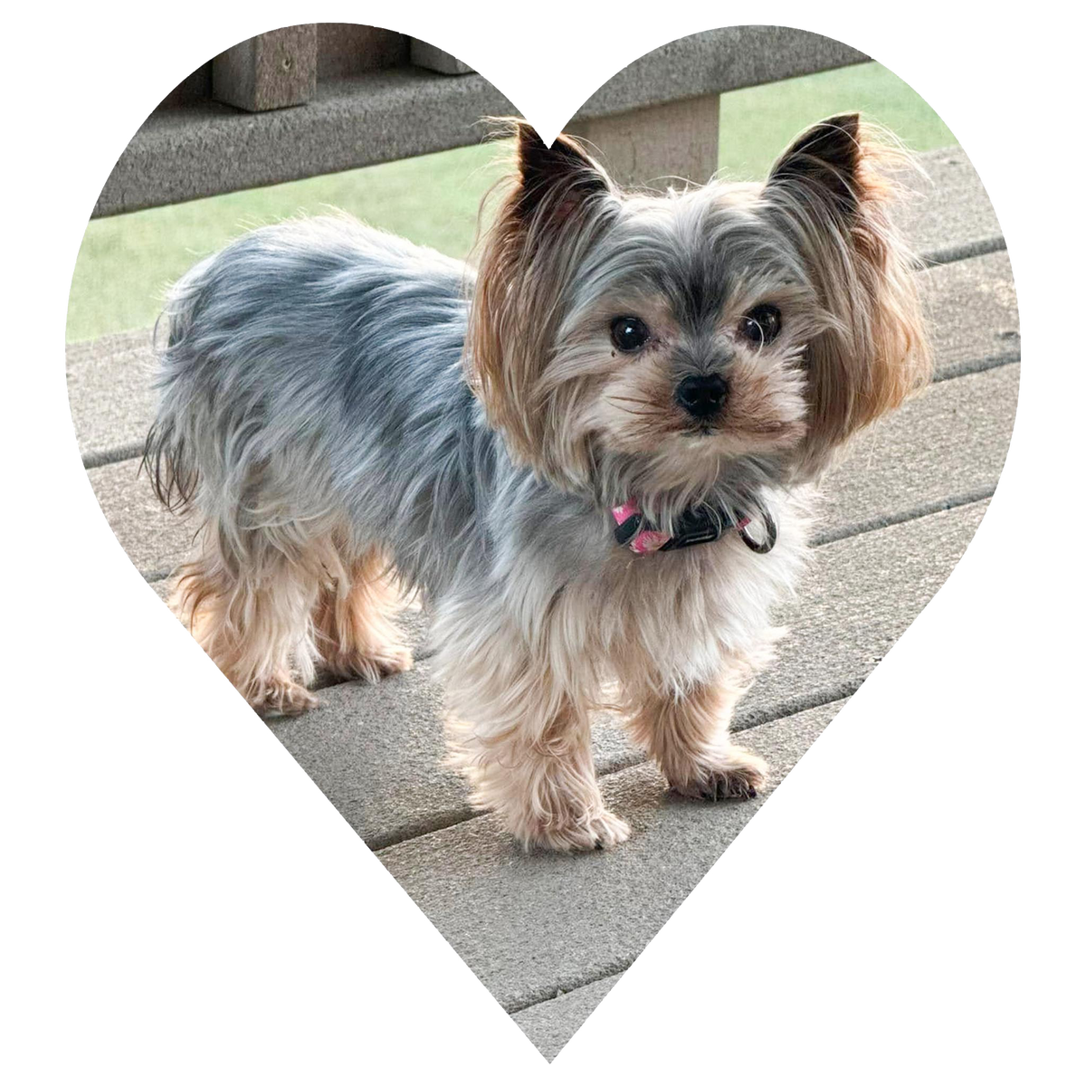 A heart-shaped photo frame showing a small Yorkshire Terrier standing on a concrete deck outdoors. The dog has long gray and tan fur and is wearing a black collar with a pink tag.