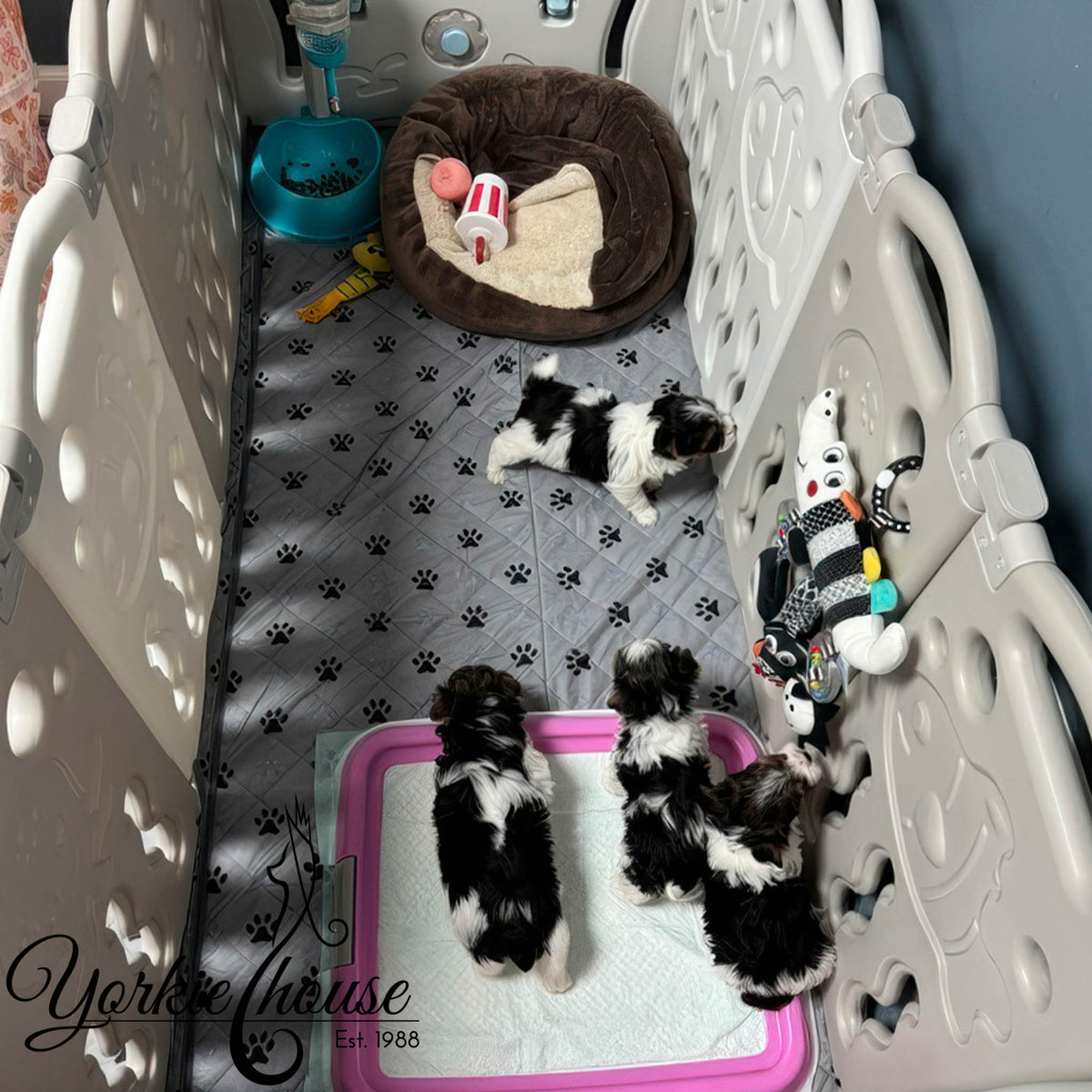 A set of black and white puppy dogs playing inside a white plastic playpen with a gray paw-print mat, a brown pet bed, toys, and a pink-trimmed puppy pad. A watermark for 'Yerkes House Est.