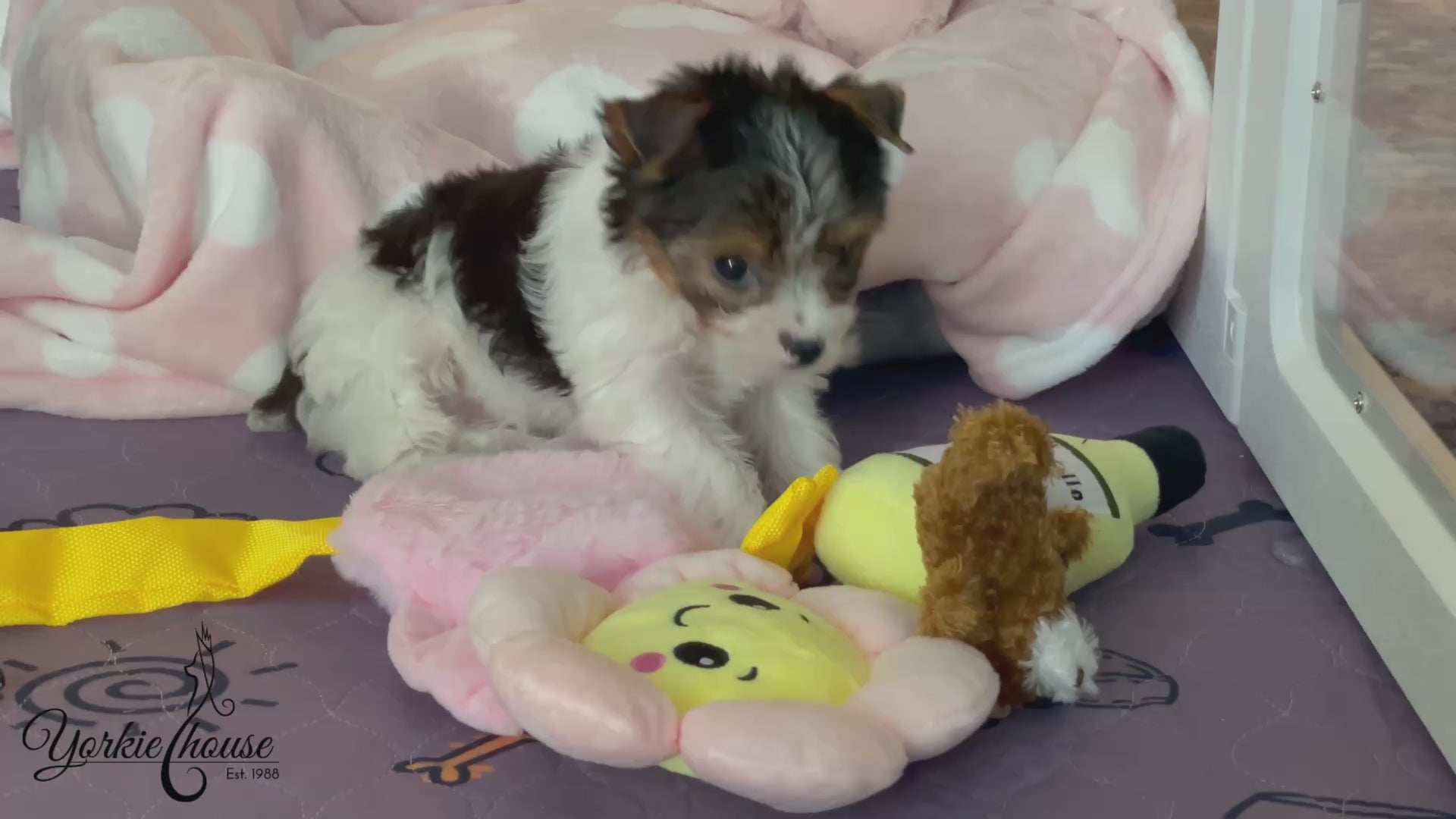 video of yorkie parti puppy playing with toys