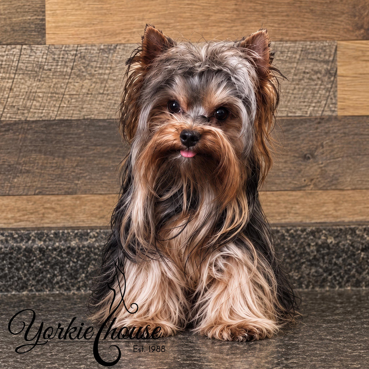 A close-up portrait of a Yorkshire Terrier dog with long gray, black, and tan fur, standing indoors on a beige carpet. The Yorkie House logo is visible in the lower-left corner.