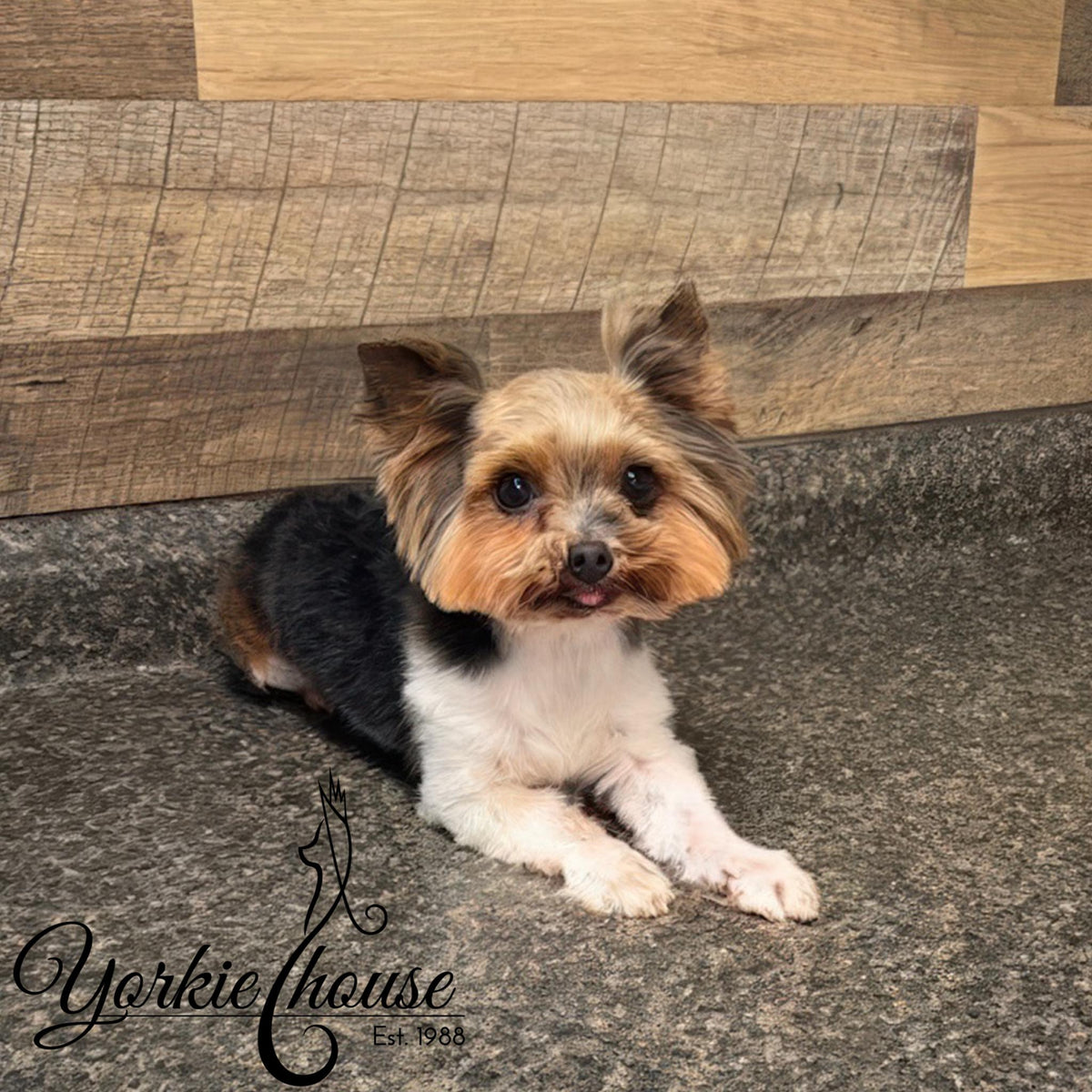 A small Yorkshire Terrier dog lies on a speckled gray countertop in front of a wood-paneled wall. The dog has tan, white, and black fur.