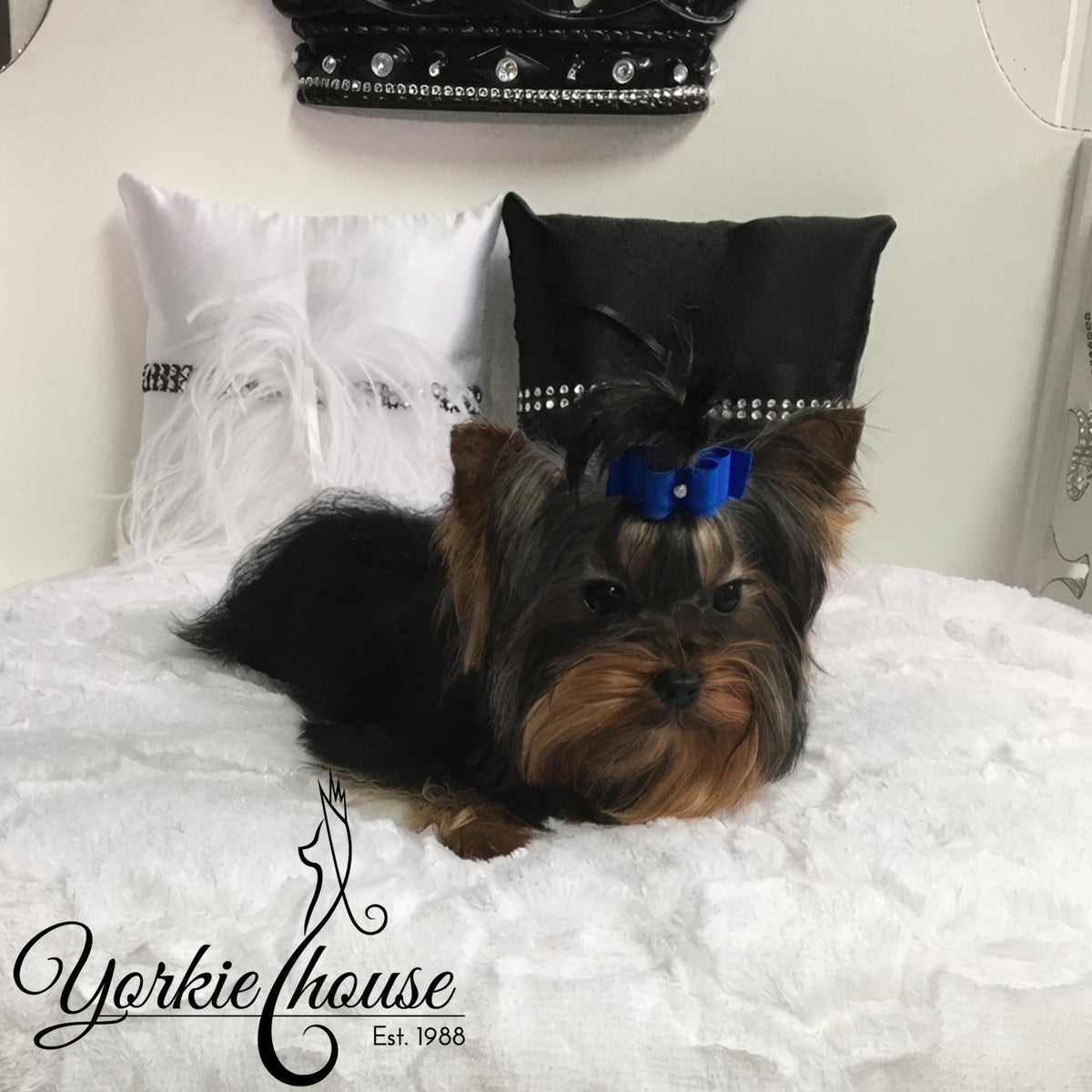 A small Yorkshire Terrier dog lies on a white textured bedspread, wearing a bright blue bow on its head. Behind it are two decorative pillows, one white with feathers and one black with rhinestone trim.